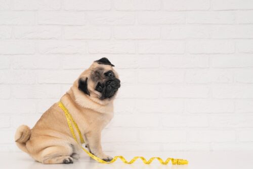 ダイエットする犬