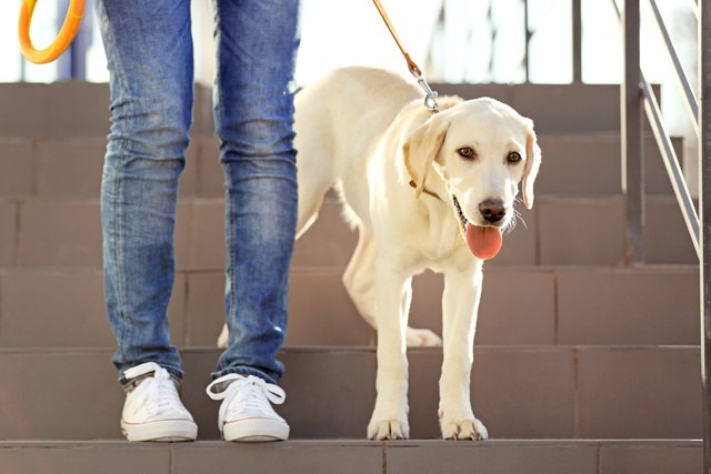 階段を降りない犬