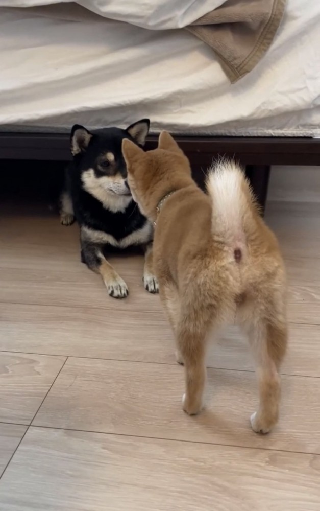 鼻と鼻を合わせる犬