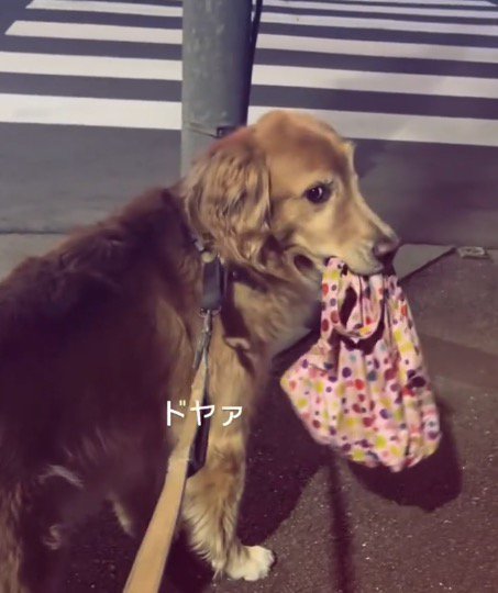 荷物を咥えてふり返る犬