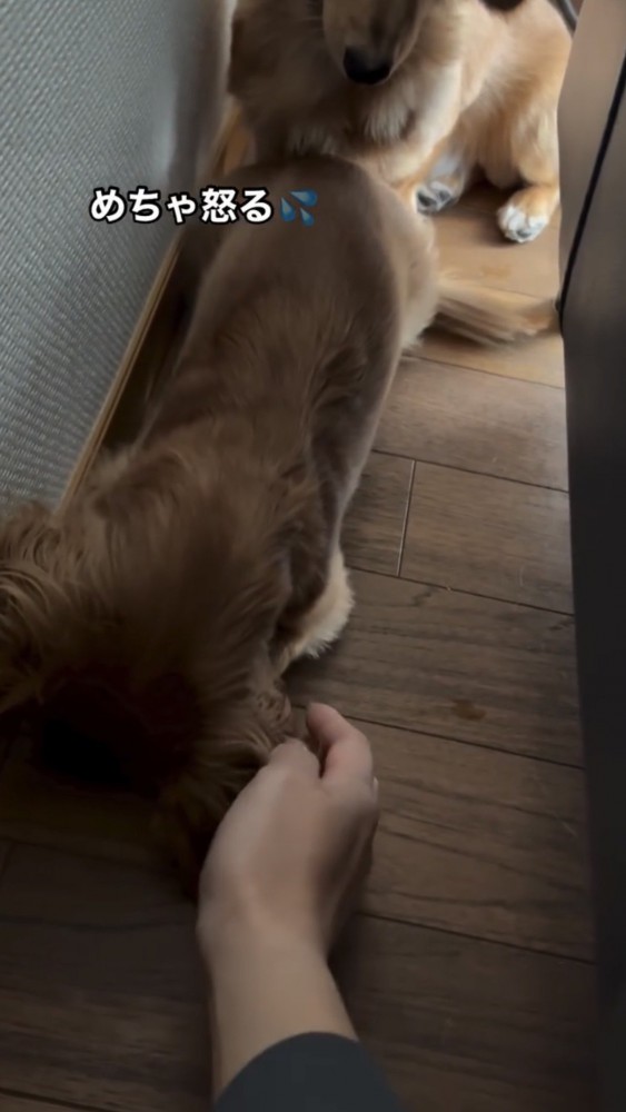 手を近づけると怒るダックス