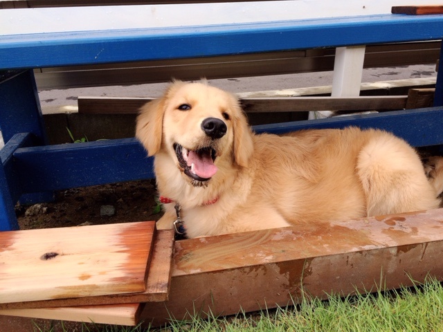 汚れた犬