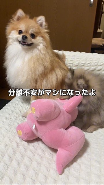 兄弟犬の様子