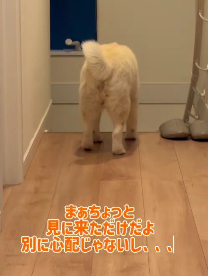 「別に心配してるわけじゃ…」