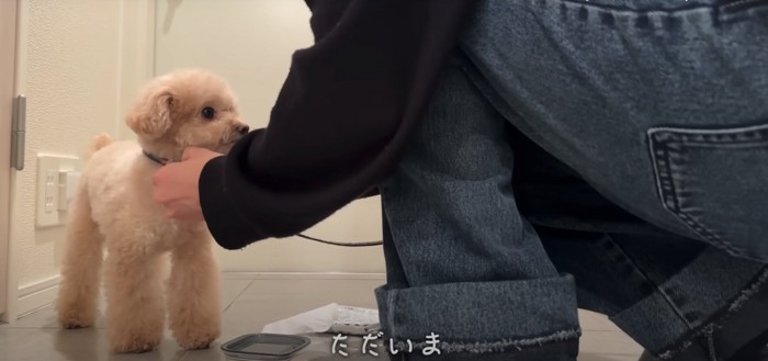 玄関で立って首輪を外してもらっている犬