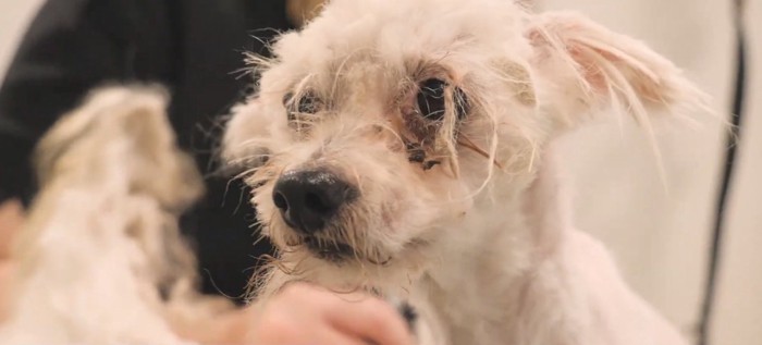 被毛カット後の犬の顔