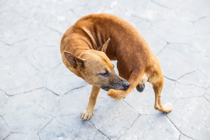 自分の尻尾を噛んでいる犬