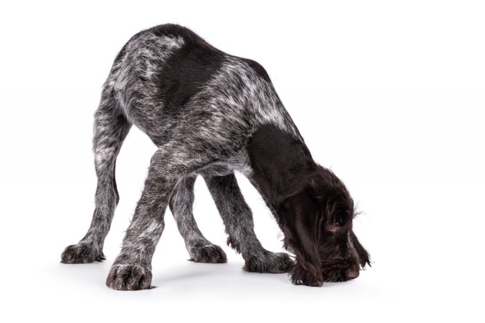 床の匂いを嗅ぐ犬