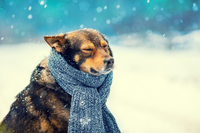 雪の中でマフラーをしている犬