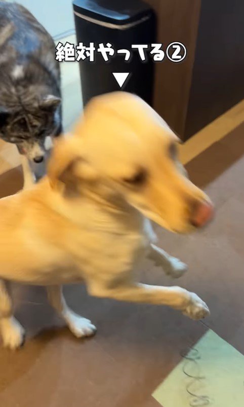 ソファ破壊事件後の大型犬たちの反応5