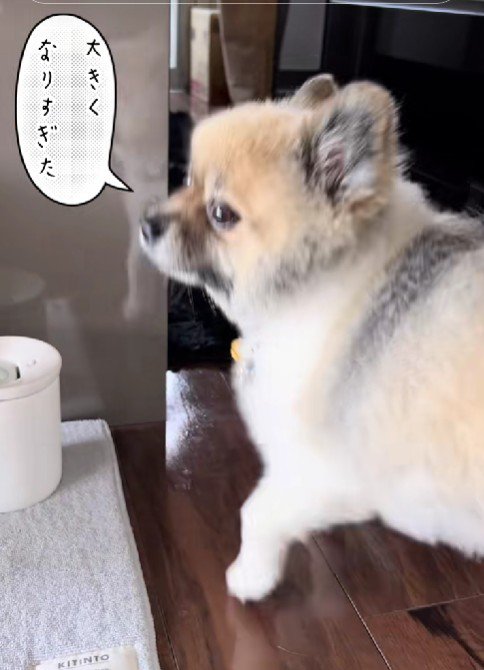 大きくなりすぎちゃった！！