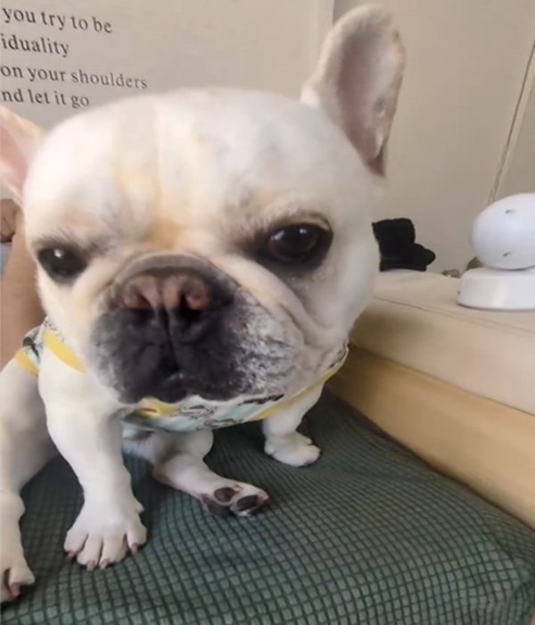 アップの犬