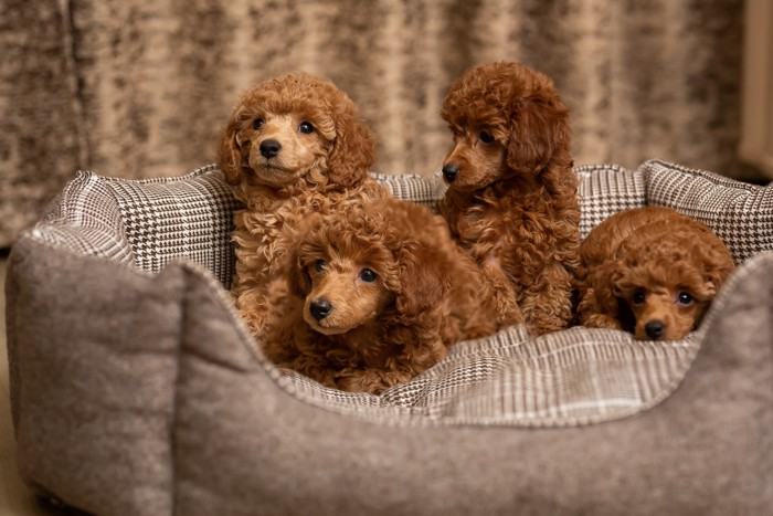 ベッドでくつろぐミディアム・プードルの子犬たち