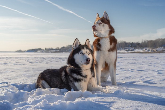 雪の中のシベリアンハスキー