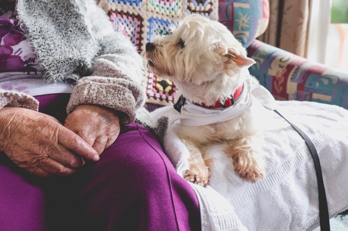 犬が落ち込んでいる