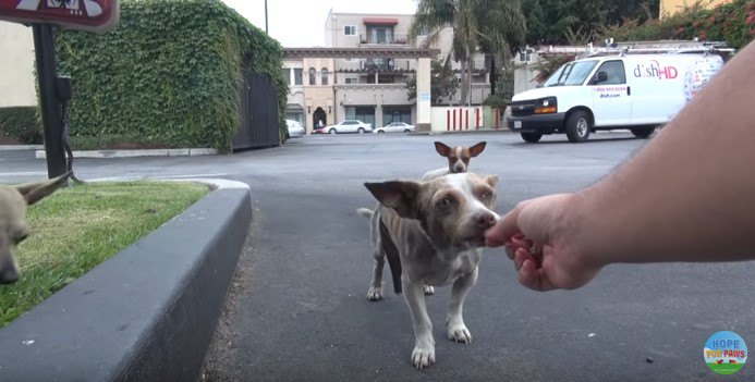 最初に手から食べた犬