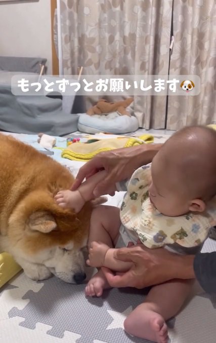 眠くなってきた柴雄くん