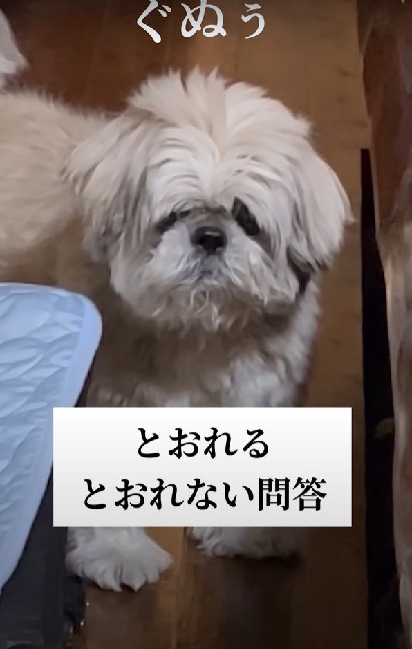 ぐぬうと言う犬