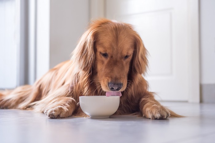 名残り惜しそうにフードのボウルを舐めている犬