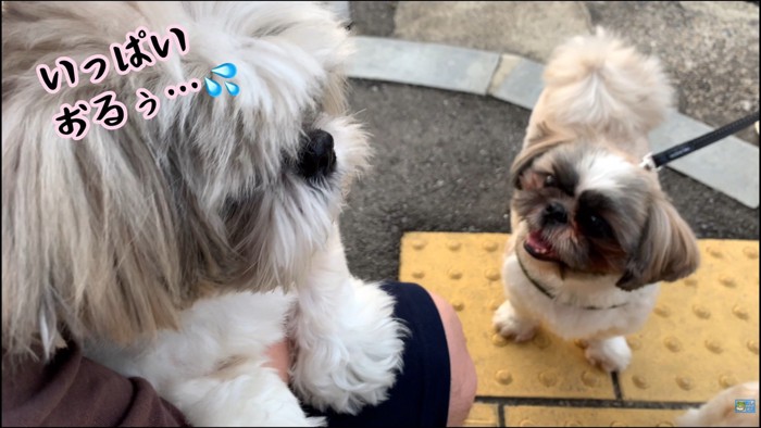 8匹に囲まれてビビりまくり！