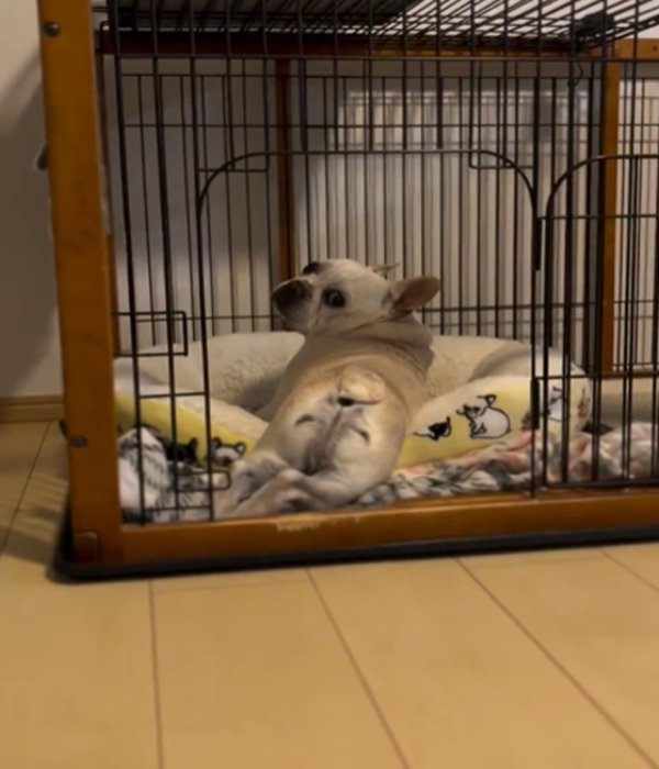 振り返る犬