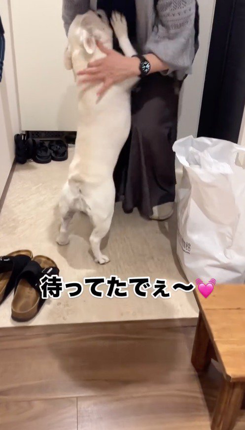 客人に飛びつく犬