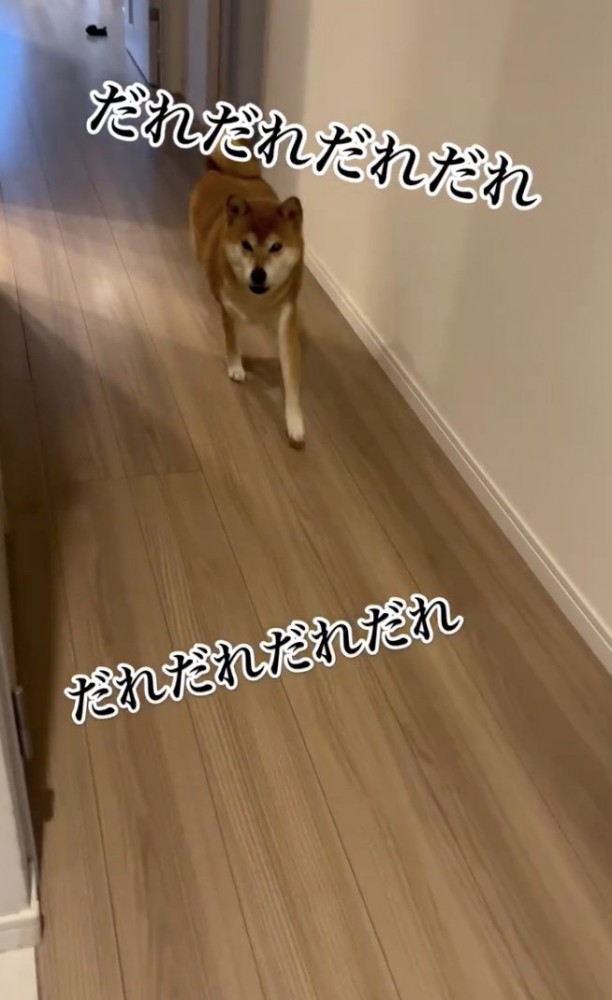 だれだれだれ