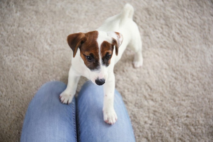 飼い主の足の上に乗ろうとしている犬