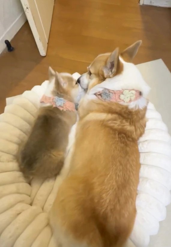 顔を寄せ合う2匹