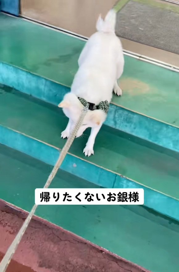 階段を引きずられる銀くん