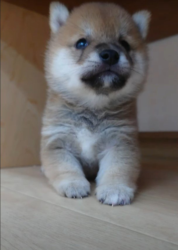 頭を上げた子犬