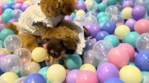 周囲を見渡す妹犬