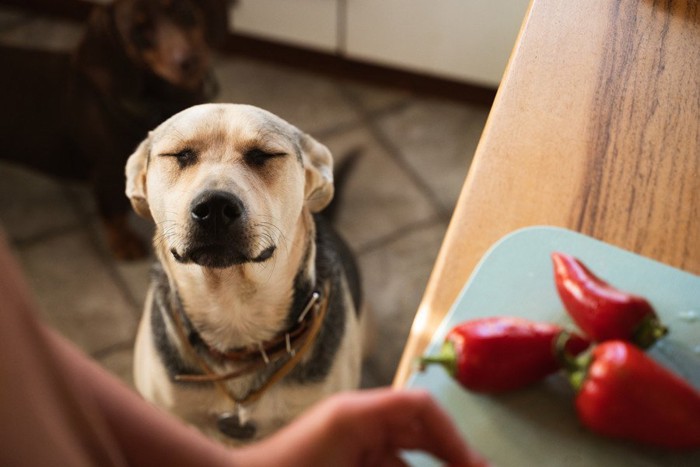 唐辛子の香りに目を瞑る犬