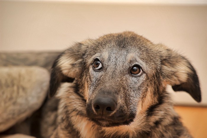 耳を伏せて不安げに上目遣いをする犬