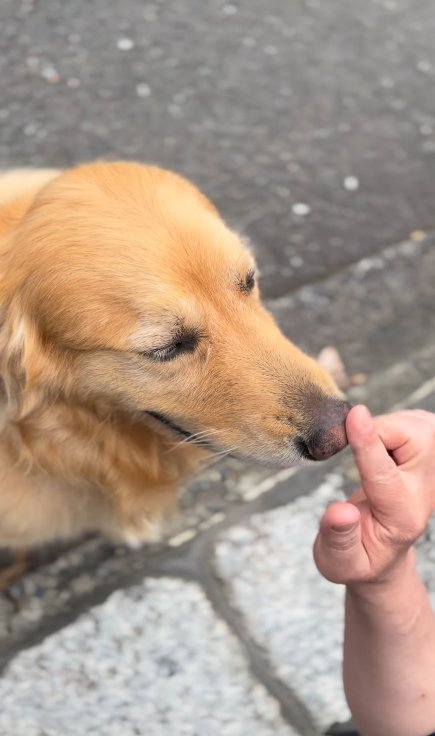 大型犬の鼻に優しく触れる和尚さん