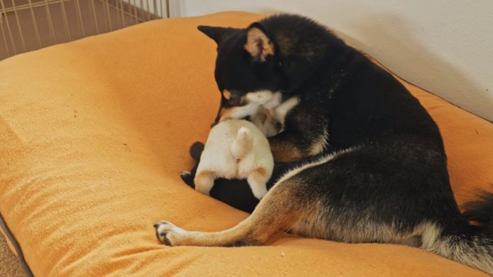 ヒナタママと子犬たち