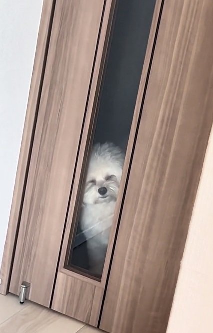 目をつぶるぽてとちゃん