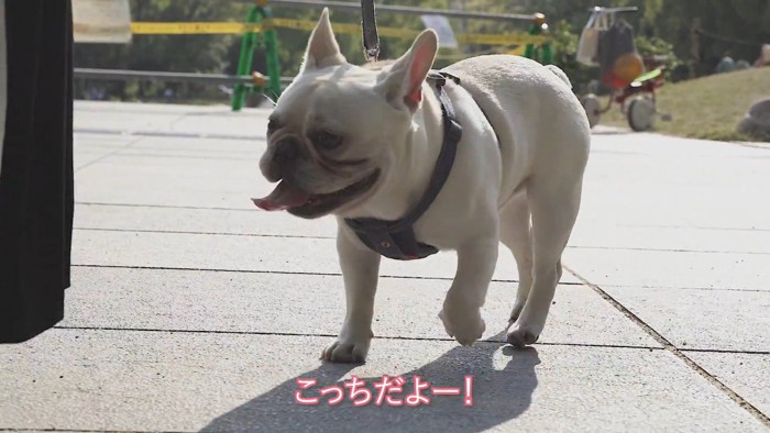 ご機嫌でお散歩する坊くん♪
