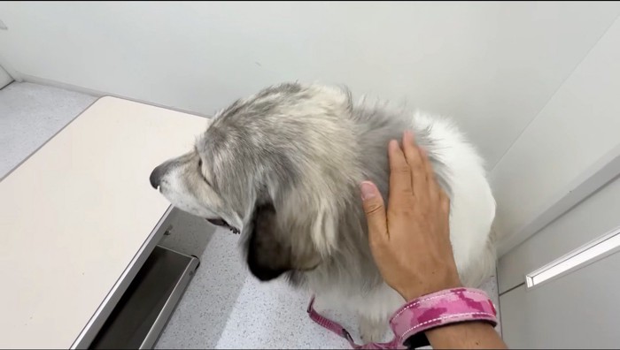 犬の背中を撫でる男性