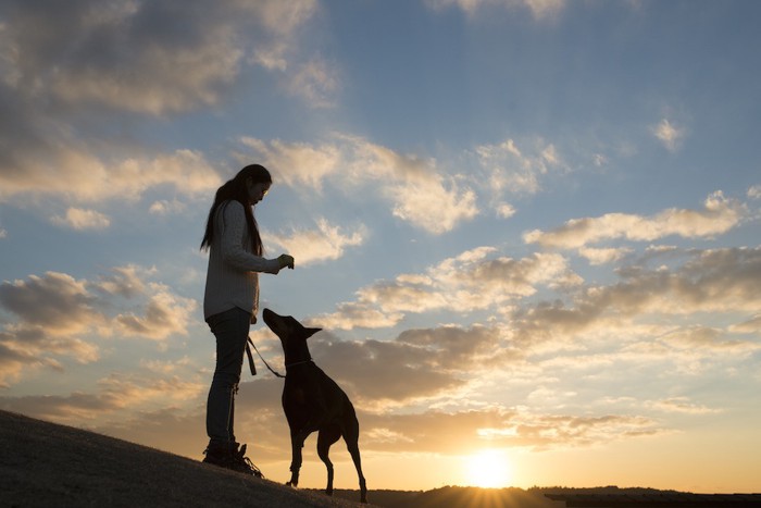 夕日と飼い主に寄り添う犬のシルエット