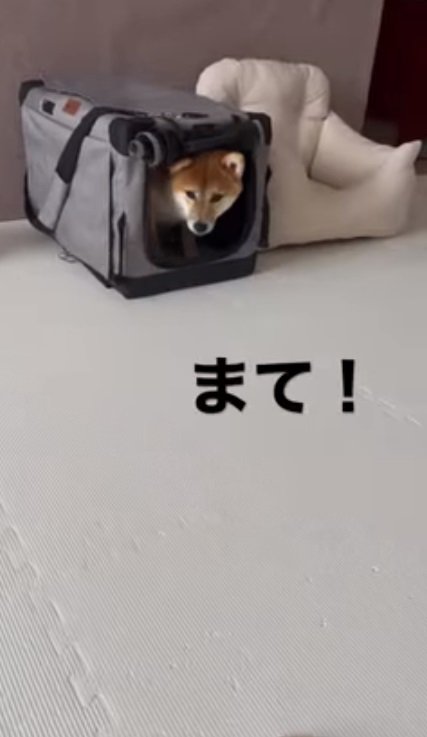 ハウスを成功したひまりちゃん