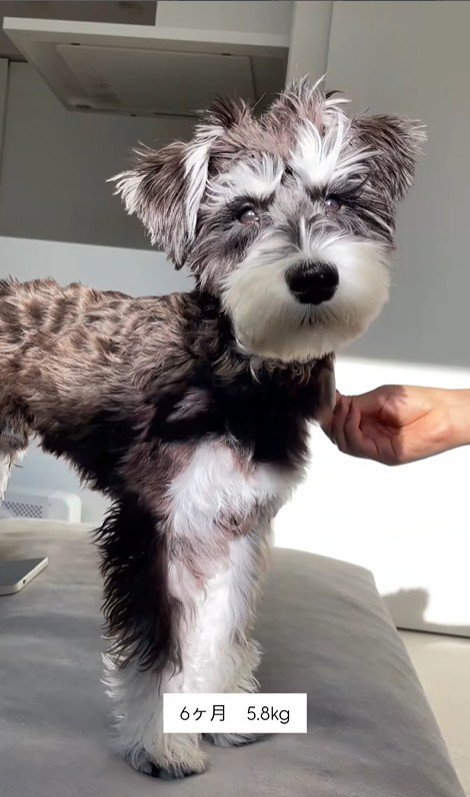 ボセくんの成長記録4