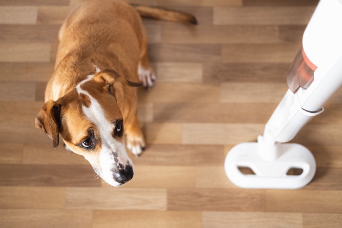 クリーナーを見上げて怖がっている犬