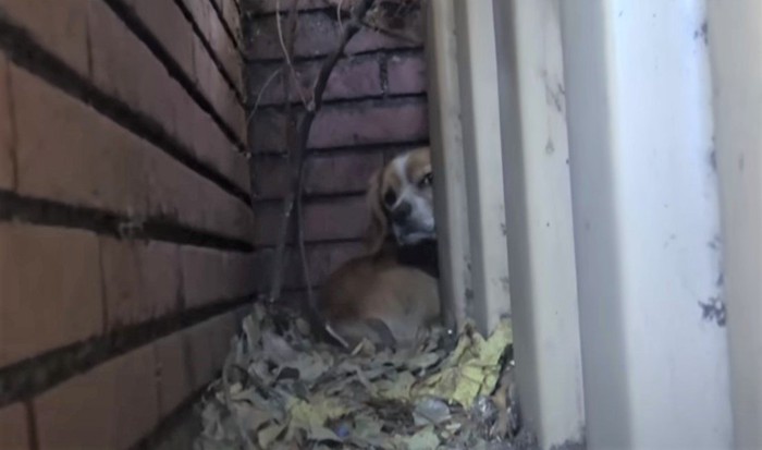 顔をのぞかせる犬