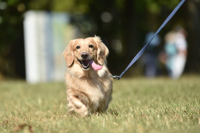 うれしそうに散歩する犬
