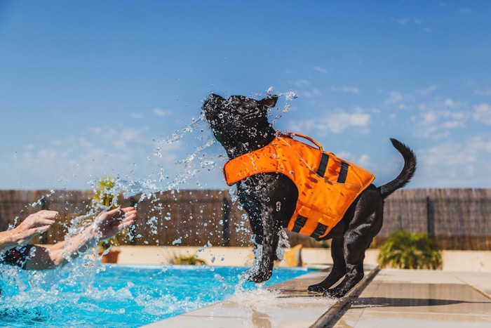 オレンジのライフジャケットを着た黒い犬