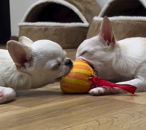 寝てしまった2匹3