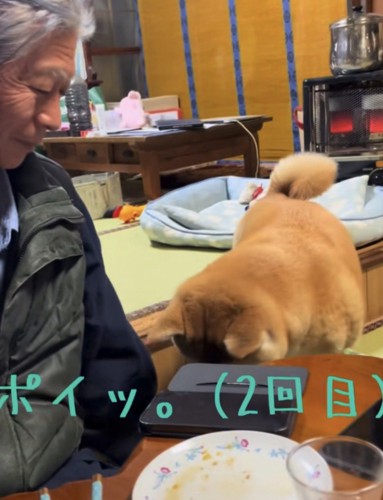 皿を落とす犬2