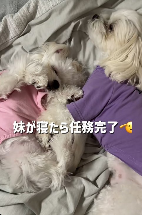 妹に添い寝するお兄ちゃん犬