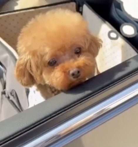 車に乗る犬